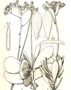 Image of Senecio crassissimus