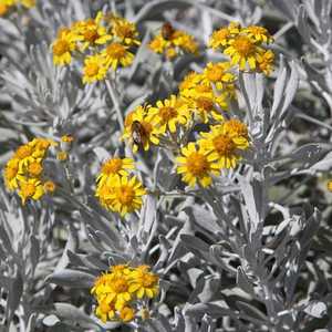 Image of Senecio palmeri 'Silver and Gold'