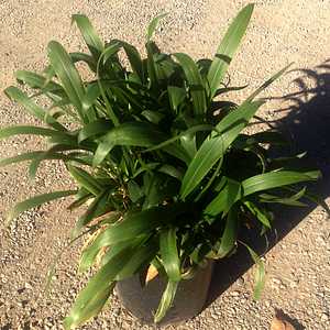 Image of Setaria palmifolia 'Little Geno'