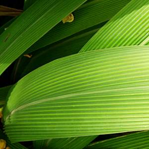 Image of Setaria palmifolia