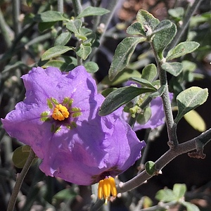Image of Solanum umbelliferum 'Midhill'
