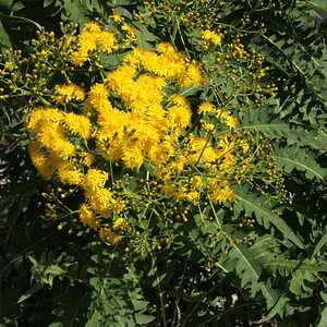 Image of Sonchus canariensis