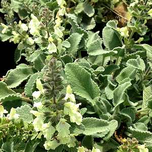 Image of Stachys chrysantha