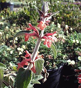 Image of Stachys albotomentosa