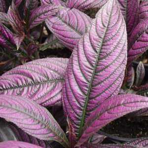 Image of Strobilanthes dyerianus