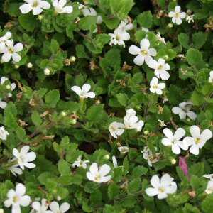 Image of Sutera cordata Snowstorm White ['Blizzard']