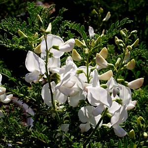 Image of Swainsona galegifolia 'UCSC White'