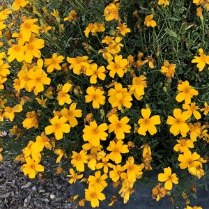 Image of Tagetes Gold Medal ['09TAG1002'] PP24,856