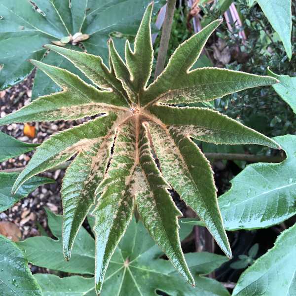 Image of Tetrapanax papyrifer 'Steroidal Giant'