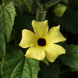 Image of Thunbergia alata 'Yellow'