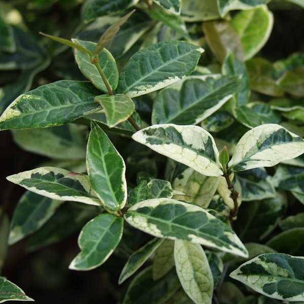 Image of Trachelospermum jasminoides 'Tricolor'