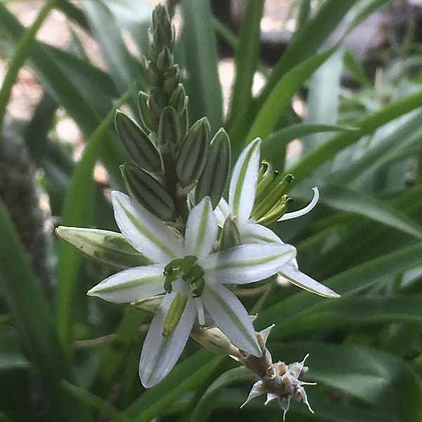 Image of Trachyandra saltii