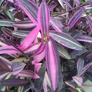 Image of Tradescantia pallida 'Pink Stripe'