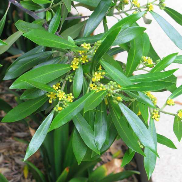 Image of Tristaniopsis laurina 'Elegant'