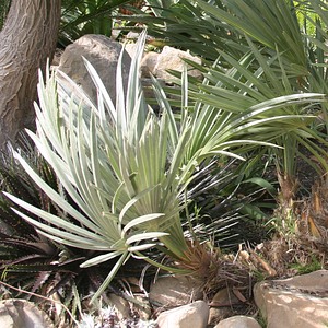 Image of Trithrinax campestris