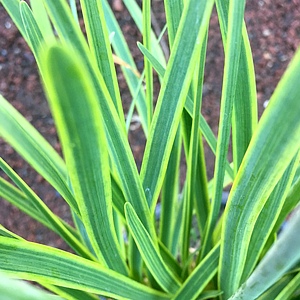 Image of Tulbaghia violacea 'Oro Verde'