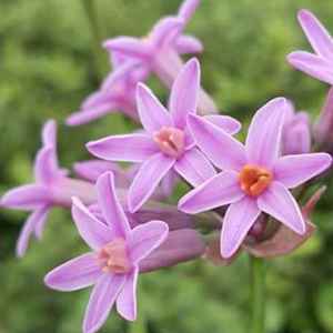 Image of Tulbaghia 'Himba' PP27,385
