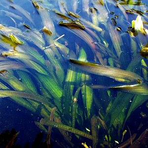 Image of Vallisneria gigantea (Aquatic)