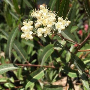 Image of Vauquelinia californica