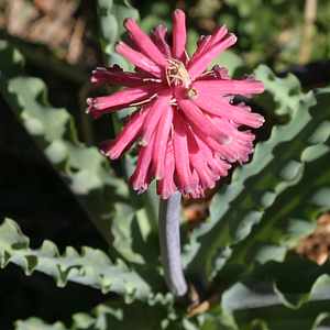 Image of Veltheimia capensis