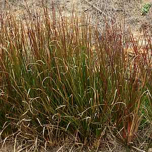 Image of Chrysopogon zizanioides 'Sunshine