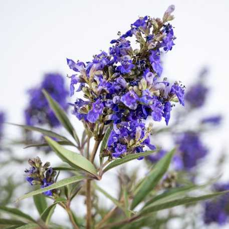 Image of Vitex agnus-castus Busy Bee ['JBG 19002'] PP 34,214