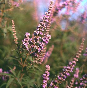 Image of Vitex agnus-castus