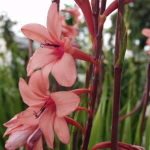 Image of Watsonia borbonica 'Flamboyant'