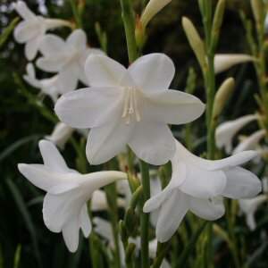 Image of Watsonia borbonica 'Snow Queen'