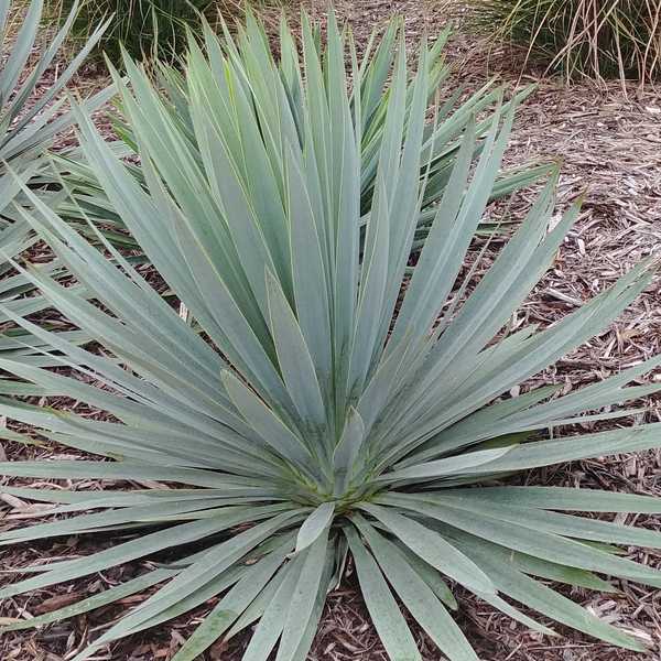 Image of Yucca 'Silver Anniversary' PP31,437