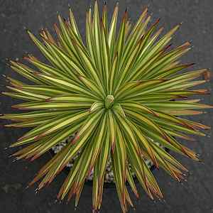 Image of Yucca aloifolia 'Marginata'