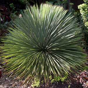 Image of Yucca linearifolia