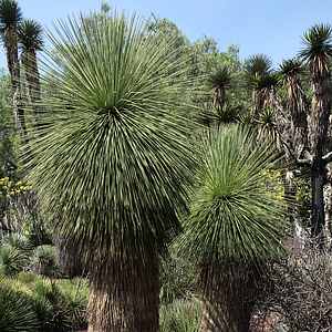 Image of Yucca queretaroensis