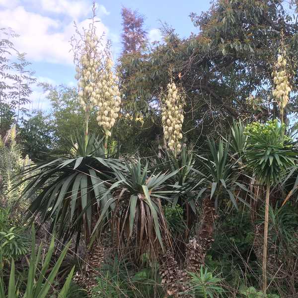 Image of Yucca gloriosa var. recurvifolia