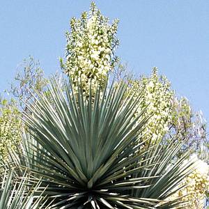 Image of Yucca rigida