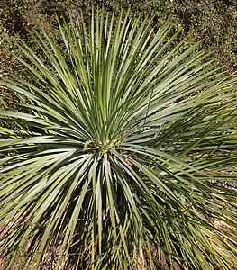 Image of Hesperoyucca whipplei [Yucca]