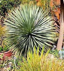 Image of Yucca rostrata