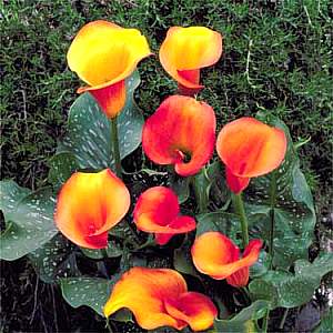 Image of Zantedeschia 'Flame'