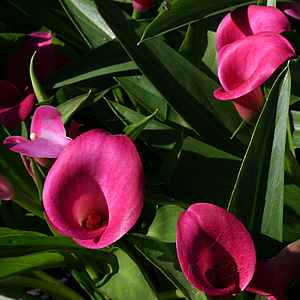 Image of Zantedeschia 'Garnet Glow'