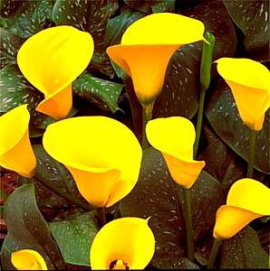 Image of Zantedeschia 'Millennium Gold'