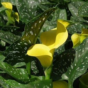 Image of Zantedeschia 'Solar Flare'