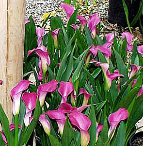 Image of Zantedeschia 'Super Gem'