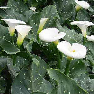 Image of Zantedeschia aethiopica 'White Giant'