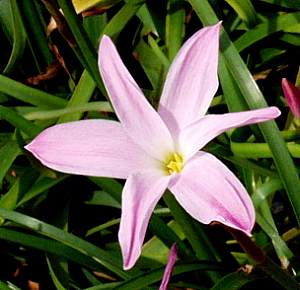 Image of Zephyranthes 'Labuffarosea'