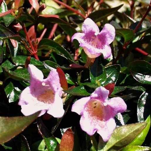 Image of Abelia x grandiflora 'Sherwoodii'