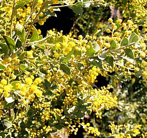 Image of Acacia cultriformis