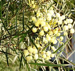 Image of Acacia iteaphylla