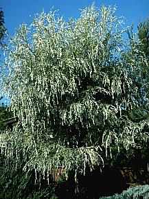 Image of Acacia pendula