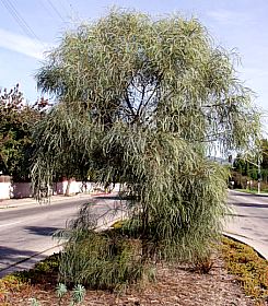 Image of Acacia stenophylla