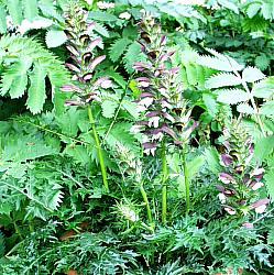 Image of Acanthus x spinosissimus